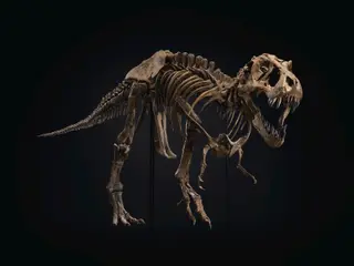 Stan, Tyrannosaurus Rex