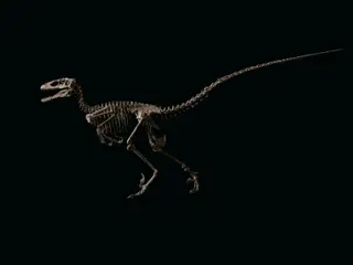 Deinonychus Antirrhopus, Hector