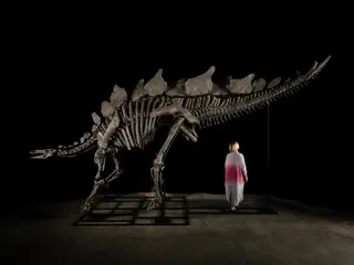 Stegosaurus "Apex" — A Mounted Stegosaurus Skeleton