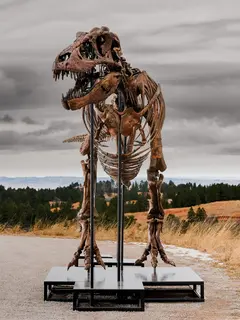 Tyrannosaurus Rex "Gus"